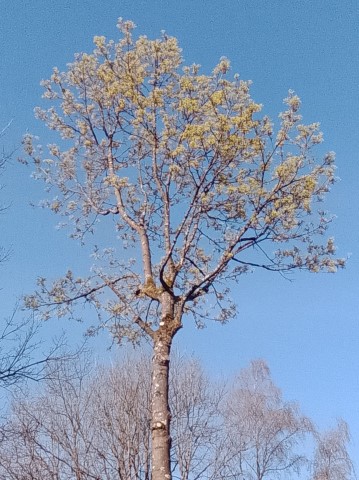 Fr&uuml;hlingsbild Remscheid Lennep