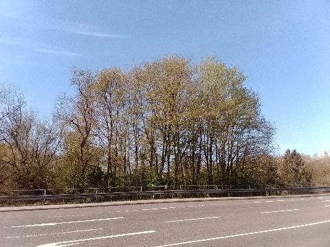 Fr&uuml;hlingsbild Remscheid Lennep