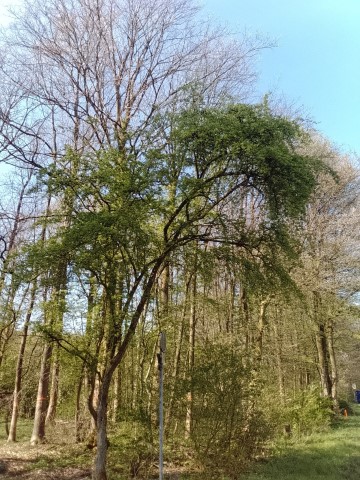 Fr&uuml;hlingsbild - Spring images: Remscheid Lennep