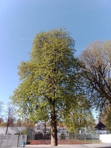 Fr&uuml;hlingsbild - Spring images: Remscheid Lennep