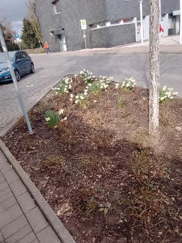 Fr&uuml;hlingsbild Radevornwald 2026