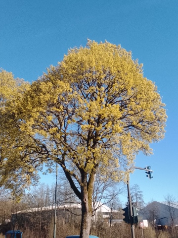 Fr&uuml;hlingsbild Hueckeswagen 2026