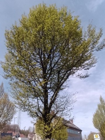 Fr&uuml;hlingsbild Remscheid Lennep 2026