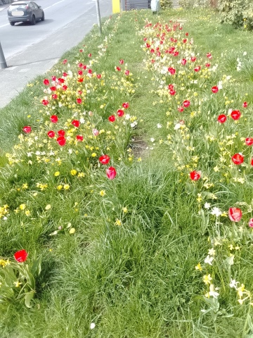 Fr&uuml;hlingsbild Radevornwald 2026