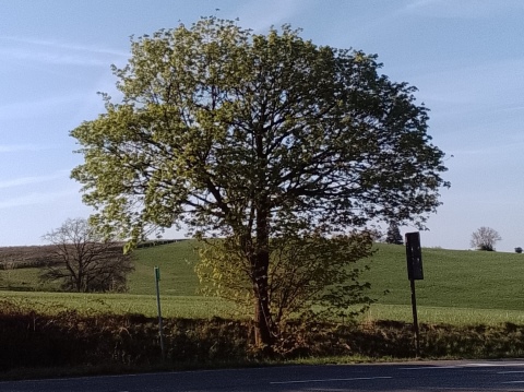 Fr&uuml;hlingsbild Radevornwald