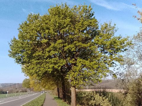 Fr&uuml;hlingsbild Radevornwald