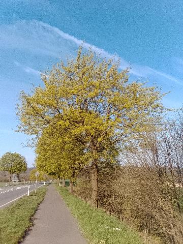 Fr&uuml;hlingsbild Radevornwald