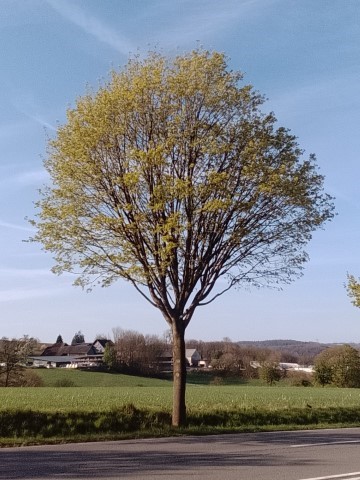 Fr&uuml;hlingsbild Radevornwald