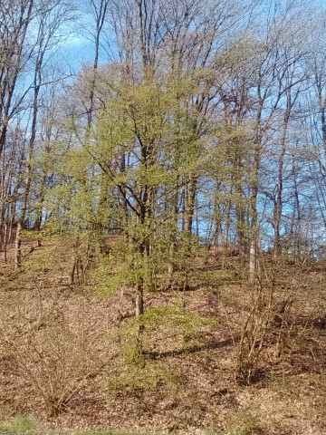 Fr&uuml;hlingsbild Radevornwald