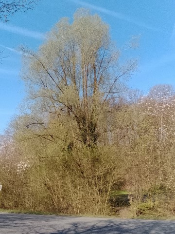 Fr&uuml;hlingsbild Remscheid Lennep