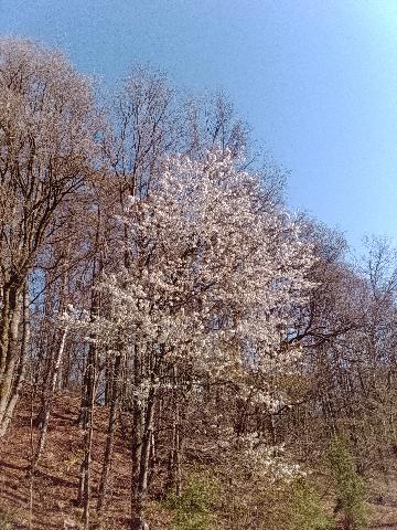 Fr&uuml;hlingsbild Remscheid Lennep