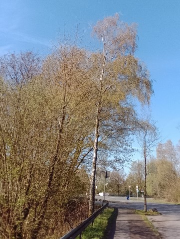 Fr&uuml;hlingsbild Remscheid Lennep