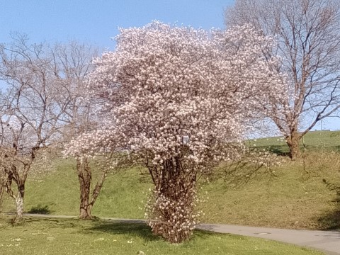 Fr&uuml;hlingsbild Remscheid Lennep