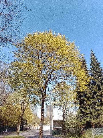 Fr&uuml;hlingsbild Remscheid Lennep