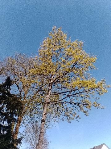 Fr&uuml;hlingsbild Remscheid Lennep