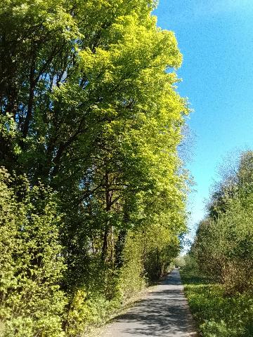 Fr&uuml;hlingsbild - Spring images: Wermelskirchen - RS Bergisch Born - Remscheid Lennep