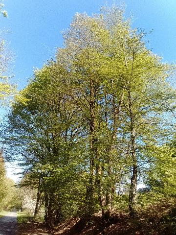 Fr&uuml;hlingsbild - Spring images: Wermelskirchen - RS Bergisch Born - Remscheid Lennep