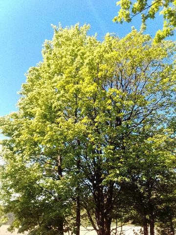 Fr&uuml;hlingsbild - Spring images: Wermelskirchen - RS Bergisch Born - Remscheid Lennep