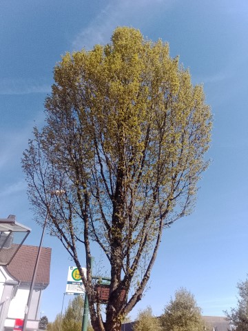 Fr&uuml;hlingsbild - Spring images: Remscheid Lennep