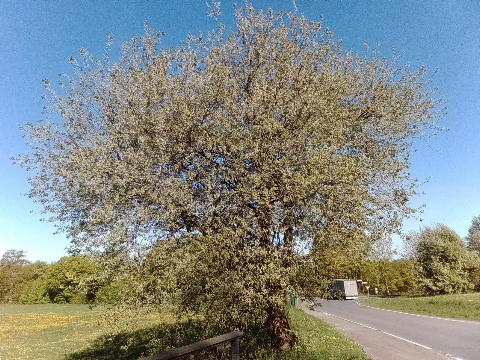 Fr&uuml;hlingsbild - Spring images: Wermelskirchen - RS Bergisch Born - Remscheid Lennep