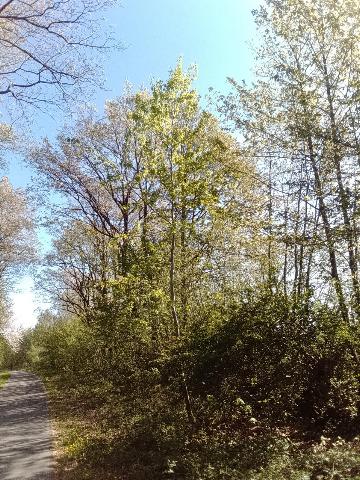 Fr&uuml;hlingsbild: Wermelskirchen - RS Bergisch Born - Remscheid Lennep