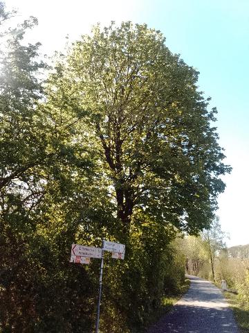 Fr&uuml;hlingsbild: Wermelskirchen - RS Bergisch Born - Remscheid Lennep