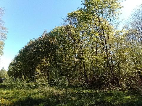 Fr&uuml;hlingsbild: Wermelskirchen - RS Bergisch Born - Remscheid Lennep
