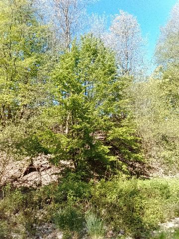 Fr&uuml;hlingsbild: Wermelskirchen - RS Bergisch Born - Remscheid Lennep