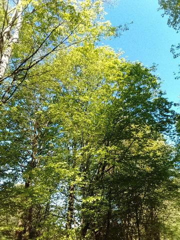 Fr&uuml;hlingsbild: Wermelskirchen - RS Bergisch Born - Remscheid Lennep