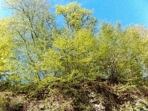 Fr&uuml;hlingsbild: Wermelskirchen - RS Bergisch Born - Remscheid Lennep