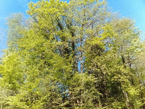 Fr&uuml;hlingsbild: Wermelskirchen - RS Bergisch Born - Remscheid Lennep