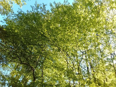 Fr&uuml;hlingsbild: Wermelskirchen - RS Bergisch Born - Remscheid Lennep