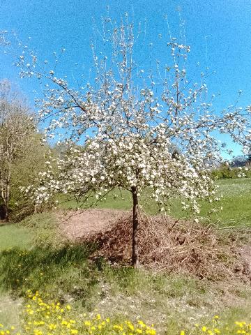 Fr&uuml;hlingsbild - Spring images: Wermelskirchen - RS Bergisch Born - Remscheid Lennep