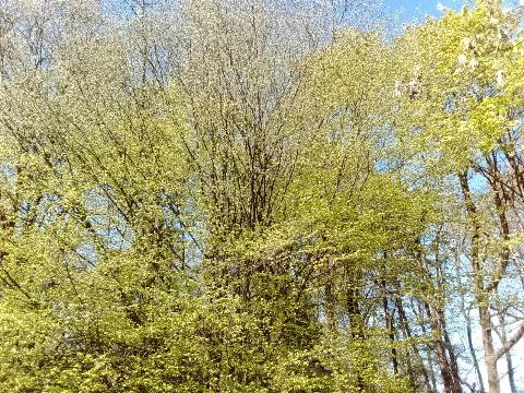 Fr&uuml;hlingsbild: Wermelskirchen - RS Bergisch Born - Remscheid Lennep