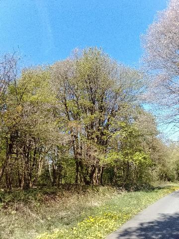 Fr&uuml;hlingsbild: Wermelskirchen - RS Bergisch Born - Remscheid Lennep