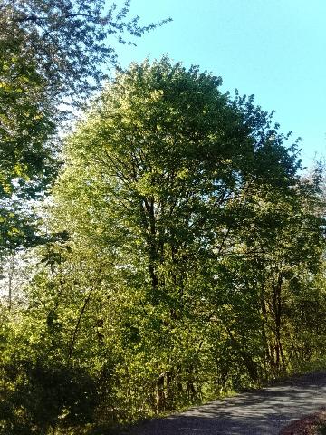 Fr&uuml;hlingsbild Spring images Balkantrasse: Remscheid Bergisch Born - H&uuml;ckeswagen