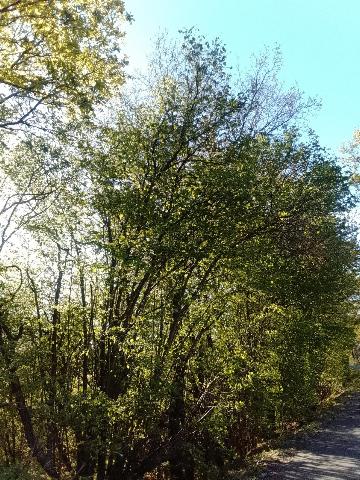 Fr&uuml;hlingsbild Spring images Balkantrasse: Remscheid Bergisch Born - H&uuml;ckeswagen