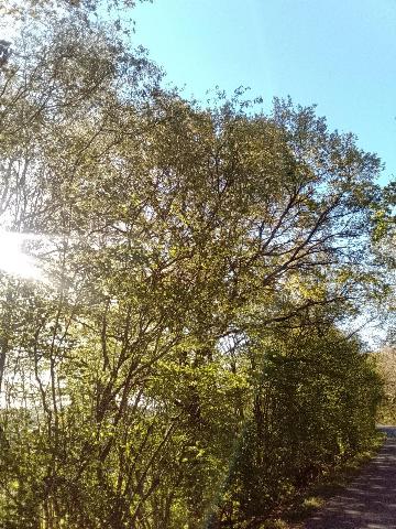 Fr&uuml;hlingsbild Spring images Balkantrasse: Remscheid Bergisch Born - H&uuml;ckeswagen