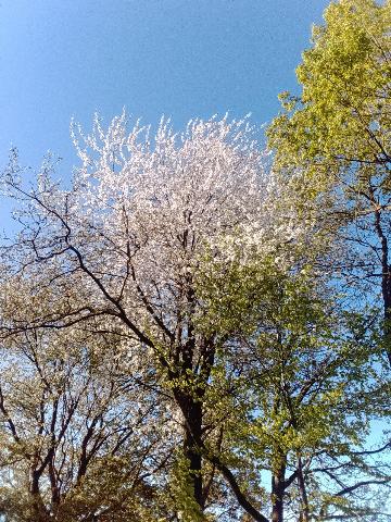 Fr&uuml;hlingsbild Spring images Balkantrasse: Remscheid Bergisch Born - H&uuml;ckeswagen