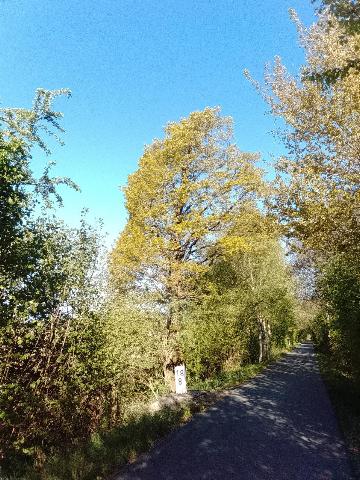 Fr&uuml;hlingsbild Spring images Balkantrasse: Remscheid Bergisch Born - H&uuml;ckeswagen