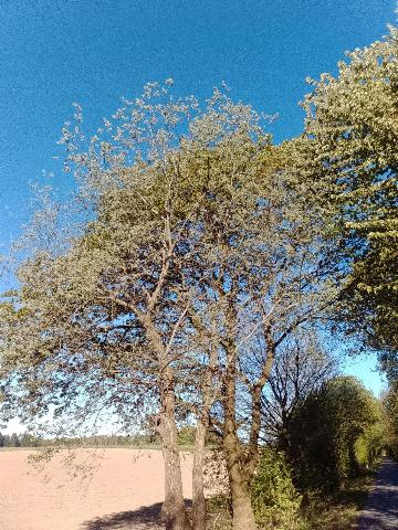 Fr&uuml;hlingsbild Spring images Balkantrasse: Remscheid Bergisch Born - H&uuml;ckeswagen